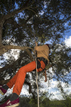 Silves Garden Fair