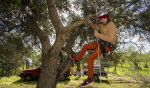 Silves Garden Fair
