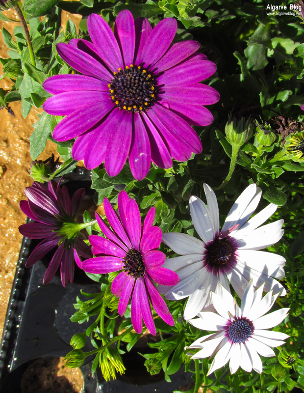 Silves Spring Garden Fair 2017 Algarve Blog