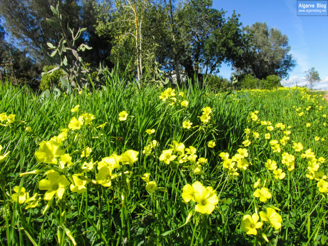 Silves Spring Garden Fair 2017 Algarve Blog
