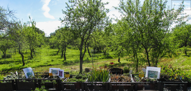 Silves Spring Garden Fair 2017 Algarve Blog