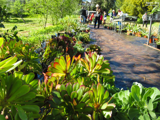 Silves Spring Garden Fair 2017 Algarve Blog