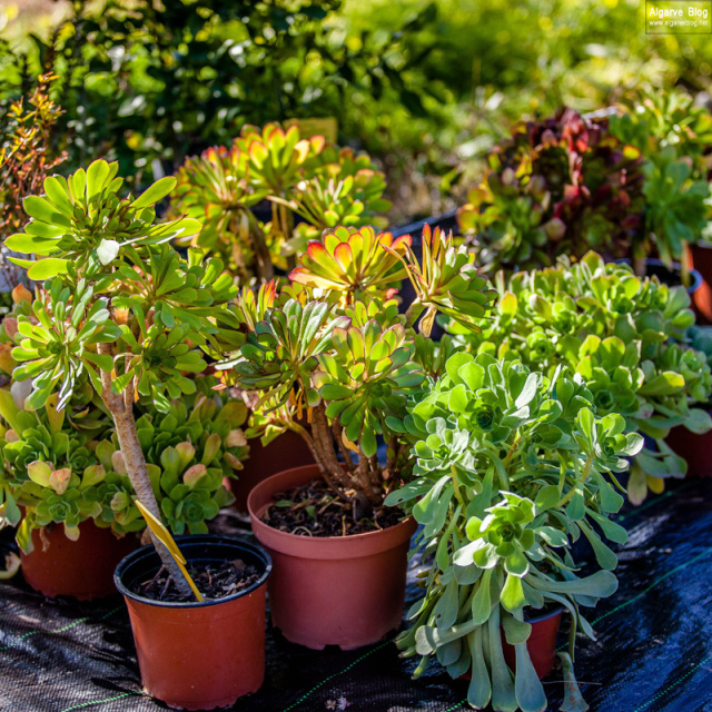 Silves Spring Garden Fair 2017 Algarve Blog