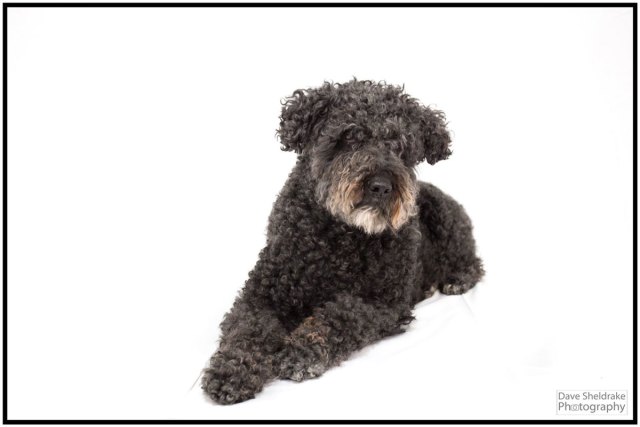 Kat the Dog - Algarve Blog